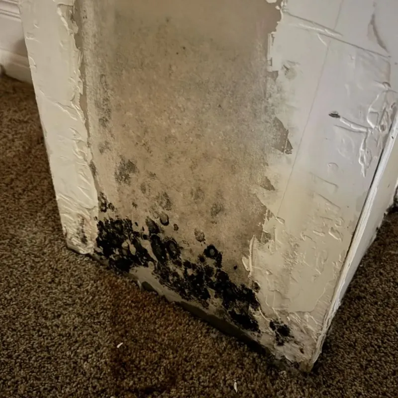Professional Mold Removal in Cleveland, TN